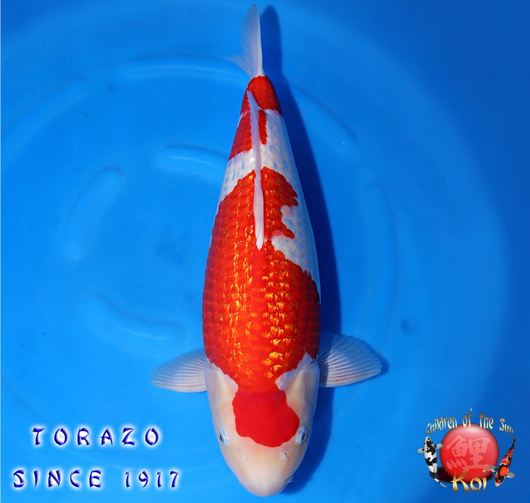 Torazo Nisai Female Ginrin Kohaku 124 1