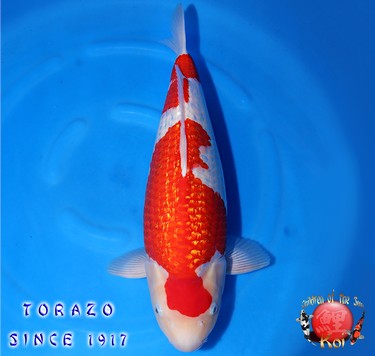 Torazo Nisai Female Ginrin Kohaku 124